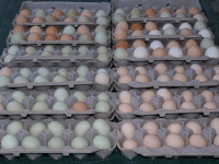 Packaged Eggs