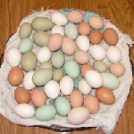 Mixed Eggs