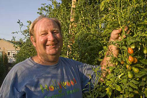 Tomatoe farming (David Karp / For the Times)